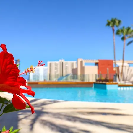 Dear Paradise * Playa Paraiso (Tenerife)